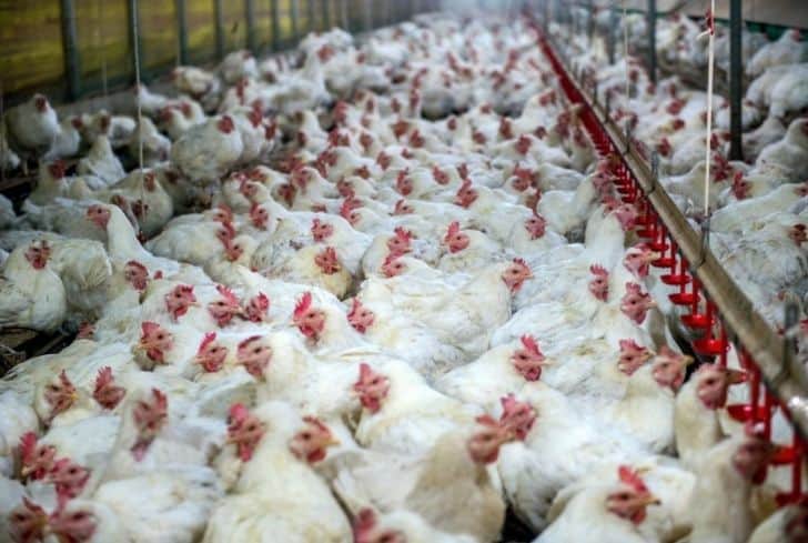 國外工廠化農業：歷史、影響和可持續解決方案